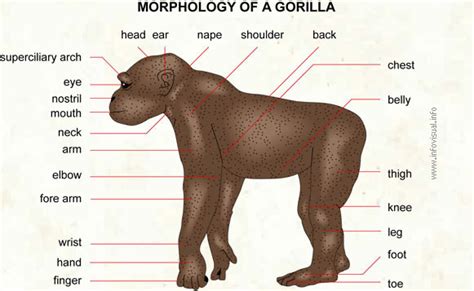 Gorilla Visual Dictionary Didactalia Material Educativo