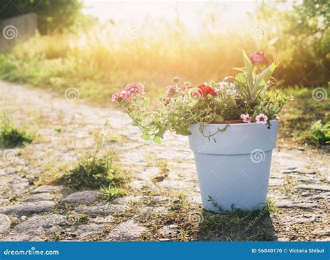 Pot With Garden Flowers On Summer Or Autumn Nature Background Stock