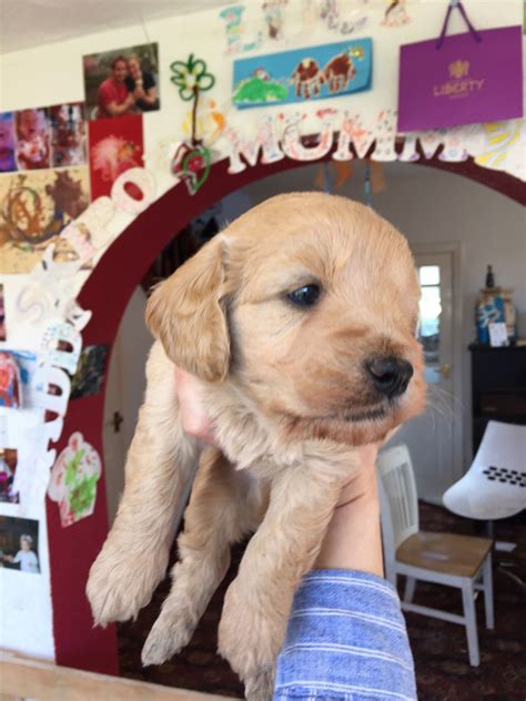 Mini goldendoodles and double doodles available! Delightful Miniature F1 Goldendoodle puppies | Southport ...