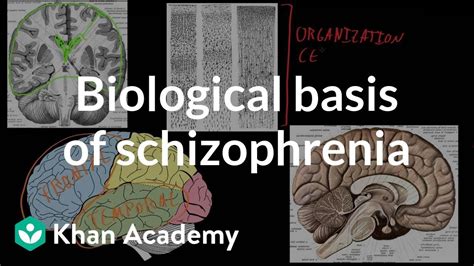 Biological Basis Of Schizophrenia Behavior Mcat Khan Academy