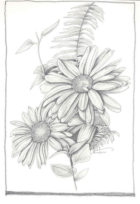 Wildflowers Drawing By Kristen Stevenson