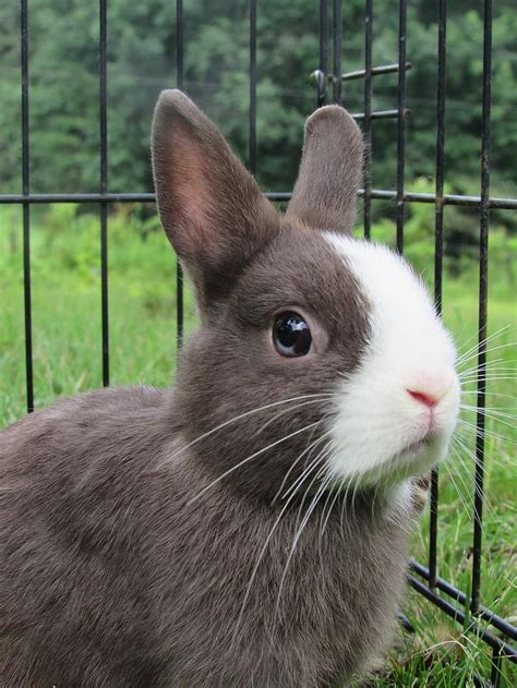 Netherland Dwarf Rabbit - Top Facts & Breed Guide