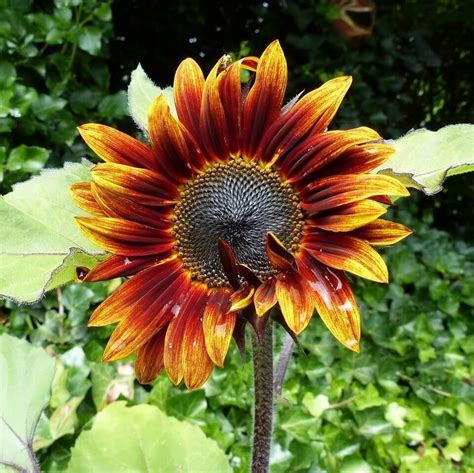 A similar item called the ice flower also appears. Sunflower Seeds, Ring of Fire, Flower Seeds#014 - Mays Garden Seed