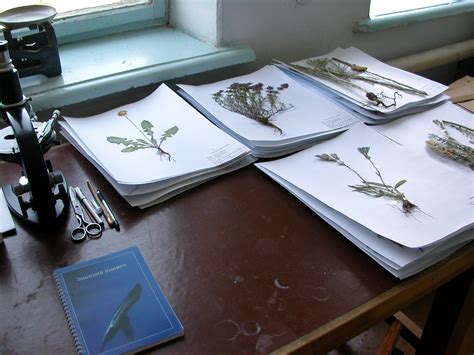 Chrysler Herbarium: A Treasure Trove of Plants from the ...