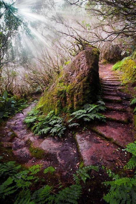 Forest Path Madeira Portugal Beautiful World Beautiful Places