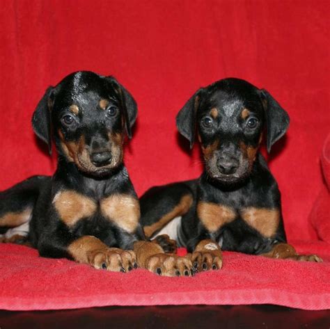 Akc Doberman Pinscher Puppypuppies For Sale In Oklahoma City Ok