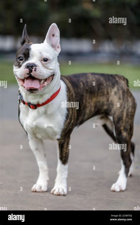 French Bulldog Boston Terrier Mix Hi Res Stock Photography And Images