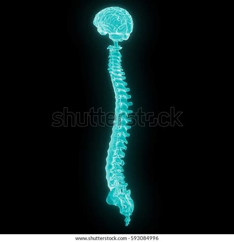 Human Brain Spinal Cord Part Human Stock Illustration 593084996