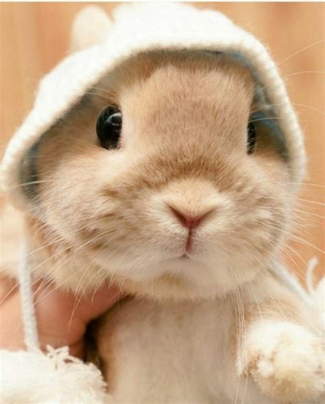 Learn About Pet Rabbit Page 26 Of 28 In 2020 Cute Baby Bunnies