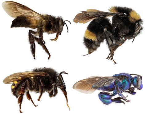 Mystery Deepens About Evolution Of Bees Social Behavior