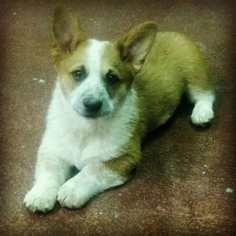 Black, white, blue, red, brown. Pembroke Welsh Corgi/Red Heeler Male Puppy for Sale-LAST ONE - Nex-Tech Classifieds
