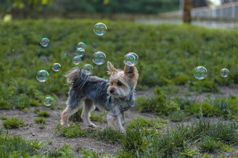 Dog Safe Bubbles Omlet Blog Uk