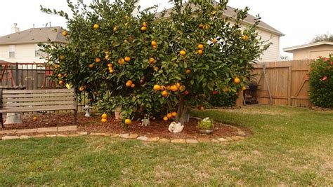 Fruit For Thought Your Essential Guide To Growing Fruit Trees