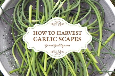 How To Harvest Garlic Scapes Harvesting Garlic Garlic Scapes