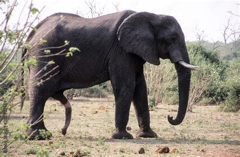 Gro Er Afrikanischer Elefantenbulle Mit Ausgefahrenen Penis In Botswana