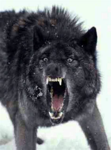 Scary Black Wolf Animals I Want When I Grow Up Angry Wolf Wolf