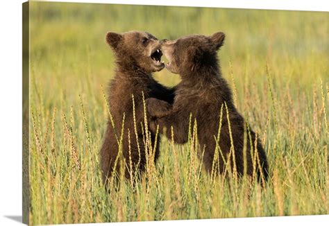 Grizzly Bear Cubs Ursus Arctos Play Fight In A Meadow Wall Art