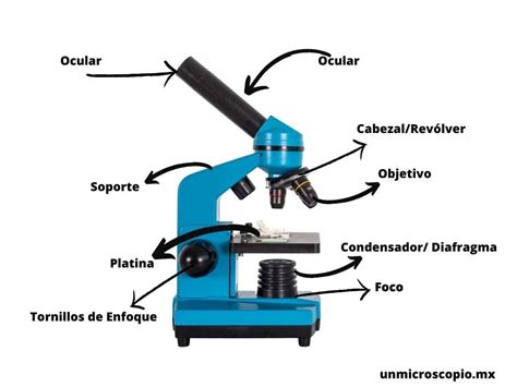 Partes De Un Microscopio Cu Les Son Y Sus Funciones