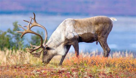 The Big 5 Mammals Of Denali National Park And Preserve Gore Tex Brand