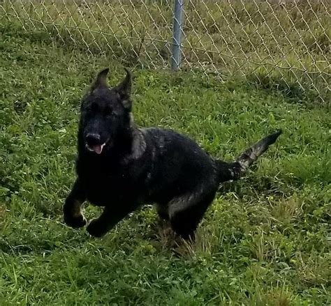 Sable Ddr German Shepherd Male Puppy For Sale 7 Ddr German Shepherd