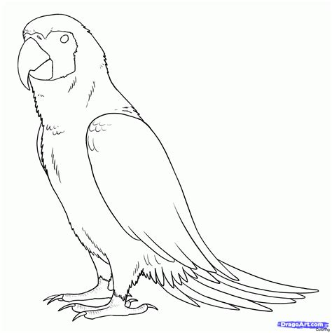 Parrot Line Drawing At Getdrawings Free Download