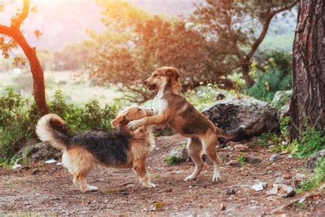 Dos Perros Peleando Entre Sí Cárpatos Ucrania Europa Foto Premium