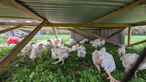 Store Bought Vs Watson Farms Pasture Raised Chickens Watson Farms