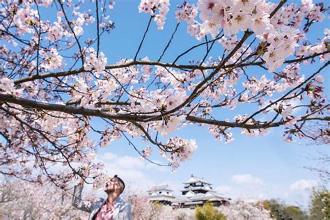 5 Best Cherry Blossom Spots Aka Sakura Around Mount Fuji Thursd