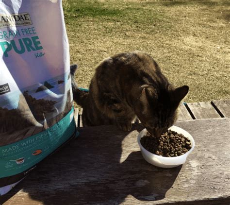 According to them, the kitties are able to keep this canidae cat food down. 6 Canidae Cat Food Reviews (Pros and Cons) | Pawsome Kitty