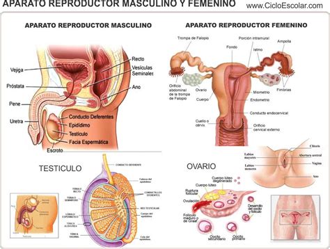Ideas De Aparato Reproductor Femenino Y Masculino Aparato Reproductor