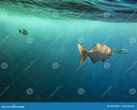 Fish At The Surface Stock Photo Image Of Life Underwater 39352302