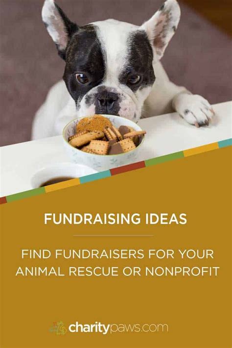 Fundraising Ideas For Animal Rescues To Raise Funds And Have Fun Animal