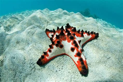 19 Bizarre And Beautiful Starfish Species Starfish Species