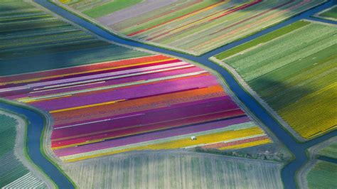 Tulip Fields Show Off Dutch Flower Power Bing Wallpaper