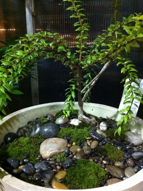 Make A Miniature Bonsai Garden Cornell Farm Offers 4 Shrubs And