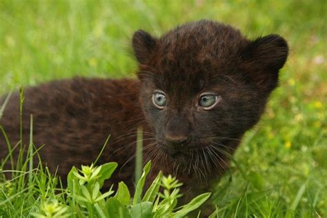 Baby Black Panther Newborn Panther Cubs At Tierpark Berlin Newborn