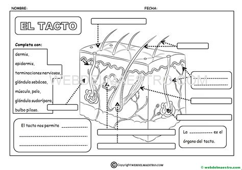 El Sentido Del Tacto Primaria Actividades Web Del Maestro