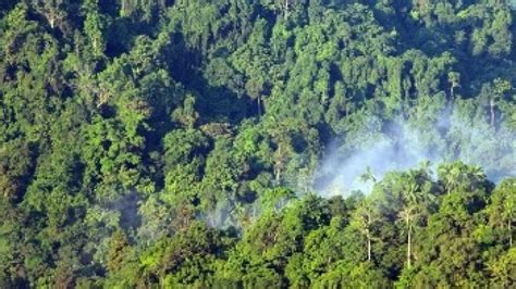 Mengenal Hutan Konservasi Di Indonesia Manfaat Dan Penyebarannya My Xxx Hot Girl