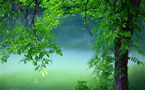 4k Nature Green Wallpapers Top Free 4k Nature Green Backgrounds