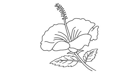 Detail Gambar Bunga Kembang Sepatu Sketsa Koleksi Nomer 2