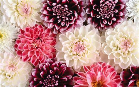 Floral Desktop Wallpaper ·① Download Free Cool Full Hd