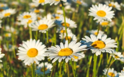 White Chamomile Flowers Field 4k Hd Flowers Wallpapers Hd Wallpapers