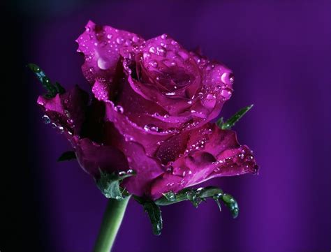 Purple Rose Hd Wallpapers Wallpaper Cave