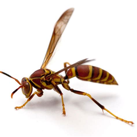 Paper Wasps Pests In Tennessee Pest Identifier Us Pest Protection