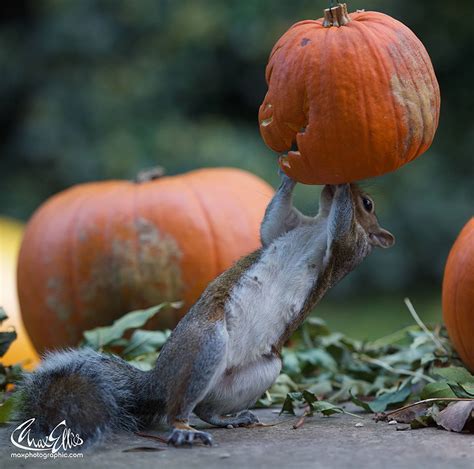 Squirrel Becomes A Halloween Monster As It Tries To Steal A Pumpkin