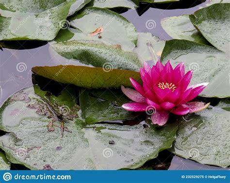 Red Water Lily Or Nymphea Attraction Nymphaea Rubra Stock Image Image