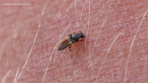 Brace Yourselves Black Fly Season Is Here