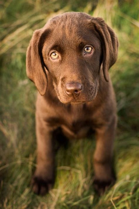 A Perfectly Irresistible Chocolate Labrador Puppy Lab Puppies Dog