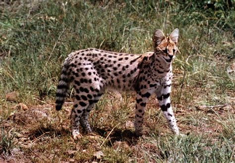 Maine Coon Vs African Serval Breed Comparison Mycatbreeds