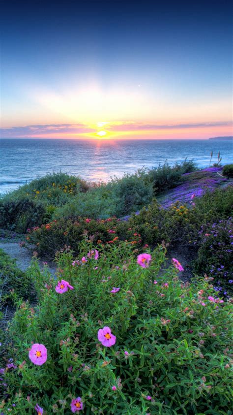 Pacific Sunset Flowers Shore Iphone 6 Wallpaper Hd Free